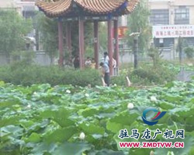 荷花池畔風(fēng)光好  賞荷游玩正當(dāng)時(shí)