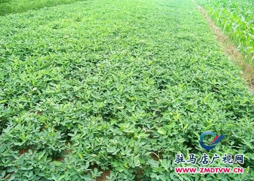 汝南縣：春花生長勢喜人 有望實(shí)現(xiàn)豐收