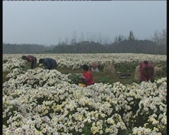 小菊花做出大產業(yè)
