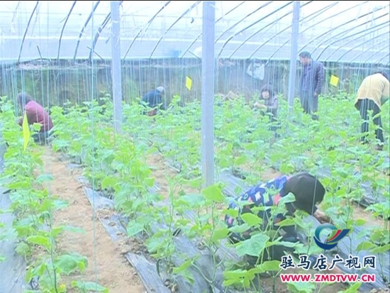 農(nóng)業(yè)合作社： 大力發(fā)展特色種植，帶動(dòng)群眾致富增收_2014124213021.JPG