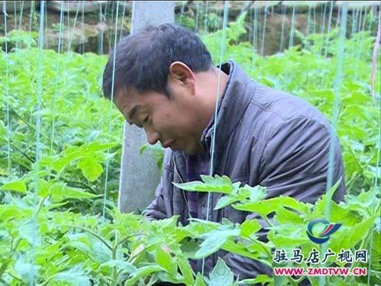 農(nóng)業(yè)合作社： 大力發(fā)展特色種植，帶動(dòng)群眾致富增收_2014124213143.JPG