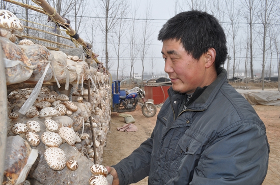 沙河店鎮(zhèn)食用菌種植帶來(lái)大收益