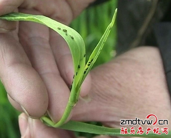 暴風截圖20153268236556_副本.jpg