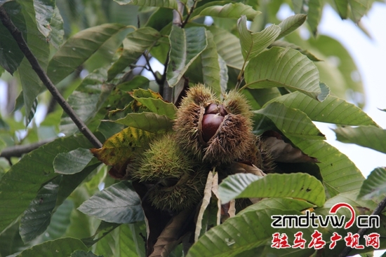 確山縣5.2萬(wàn)畝板栗等你采摘