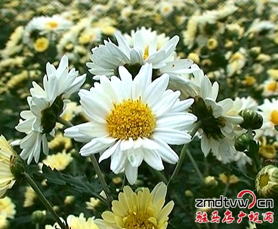 暴風截圖20151131658337_副本.jpg