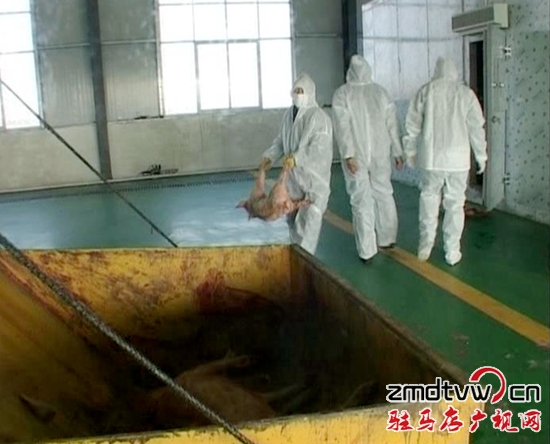 上蔡縣對(duì)病死畜禽無害化處理保安全