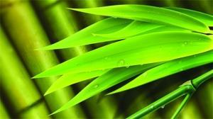 《羋月傳》里的中草藥靠譜嗎？淡竹葉其實(shí)不能滑胎