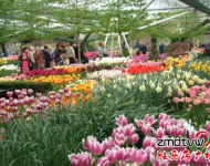 賞花：室內(nèi)百花園開(kāi)園了！嵖岈山溫泉小鎮(zhèn)是一個(gè)一年有花香的旅游休閑的好地方,郁金香,薰衣草,梅園,葵花園,百合花香園,花開(kāi)在春夏秋冬,目前室內(nèi)郁金香正在開(kāi)園,吸引了大批游客,郁金香花開(kāi)爭(zhēng)艷,游客流連忘返,在寒冷的冬天,看到如此鮮艷的郁金香鮮花綻放,在中原尚屬首家.門票咨詢0396-4999999/4999906