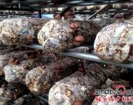 泌陽縣華泉農(nóng)業(yè)開發(fā)有限公司位于泌陽縣羊冊鎮(zhèn)，該公司正是在泌陽縣當(dāng)?shù)攸h委政府的幫助下，建立起來的標(biāo)準(zhǔn)化香菇種植基地，該基地共有10余個香菇標(biāo)準(zhǔn)化生產(chǎn)大棚，該棚采用自動化控溫，自動化管理，效益也是普通香菇種植大棚的2-3倍。