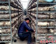 近年來，泌陽縣努力把食用菌產(chǎn)業(yè)打造成生態(tài)、健康的產(chǎn)業(yè)，并做大做強，引領(lǐng)農(nóng)民增收，農(nóng)業(yè)增效。為進一步發(fā)展食用菌產(chǎn)業(yè)，提高土地利用率和整體種植效益，泌陽縣鼓勵引導(dǎo)種植戶在生產(chǎn)上標(biāo)準(zhǔn)化，在栽培上基地化，在設(shè)施上現(xiàn)代化，并積極幫助種植戶、種植大戶、食用菌種植合作社協(xié)調(diào)土地、資金、技術(shù)等發(fā)展壯大食用菌產(chǎn)業(yè)。