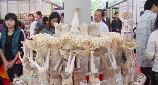 泌陽食用菌被批準(zhǔn)為國(guó)家級(jí)出口農(nóng)產(chǎn)品質(zhì)量安全示范區(qū)