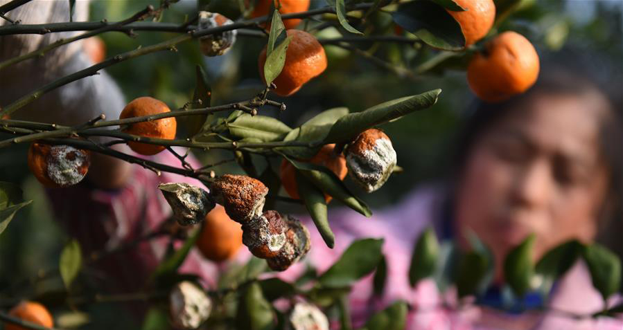 豐收了，上千萬斤蜜橘卻爛在地里