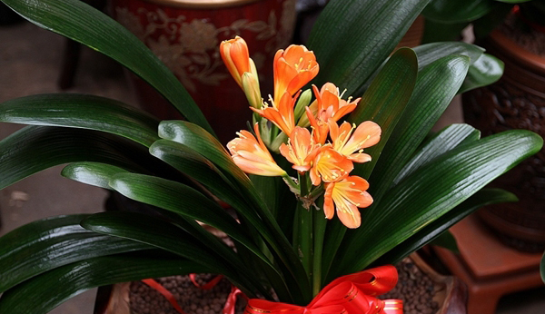 花卉走俏春節(jié)市場(chǎng)