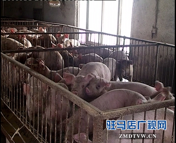 <a  href='http://www.maboss.net/listinfo-16-0.html'  title='養(yǎng)殖' target='_blank' >養(yǎng)殖</a>1_副本.jpg