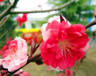 每年3月是桃花盛開(kāi)的季節(jié)，此時(shí)，百花爭(zhēng)妍、萬(wàn)紫千紅，漫山遍野都是花的海洋。
