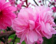 正陽(yáng)縣是生態(tài)示范縣，全縣種植有桃、梨、李等各種連片林果10萬(wàn)多畝。