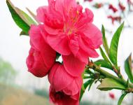 此時(shí)的正陽(yáng)田野游人如織到處都能聽(tīng)到游人的稱嘆和歡笑。踩著松軟的泥土，竟有些飄飄然了！