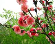 又是一年春光美，田野無(wú)處不飛花。桃花、梨花、油菜花、櫻花、李花、……醉人花海誰(shuí)最美?田野花仙個(gè)個(gè)佳。