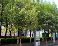 雨后的駐馬店新區(qū)到處充滿春的氣息，