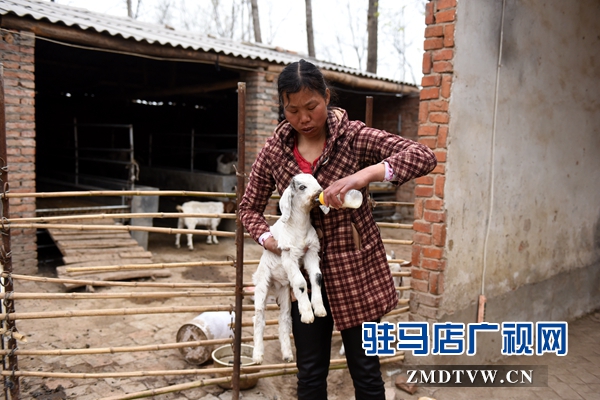 對那些缺羊奶的小羊羔，劉小麗常常像照料孩子一樣用心，不敢有一絲馬虎.jpg