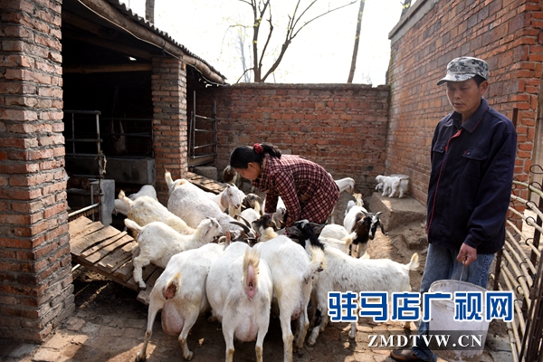 劉小麗夫妻倆除了在親友的幫助下力能所及地種好田地，2013年還發(fā)展起了養(yǎng)羊。目前已經(jīng)發(fā)展了40多只。.jpg