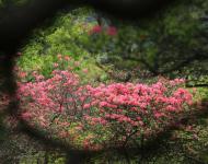 杜鵑花又名映山紅，被譽為“花中西施”