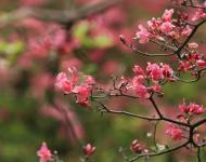 杜鵑花又名映山紅，被譽為“花中西施”