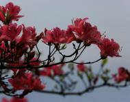 杜鵑花又名映山紅，被譽為“花中西施”