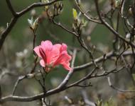 杜鵑花又名映山紅，被譽為“花中西施”