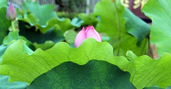 夏至說(shuō)荷花