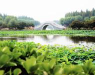 古柳垂堤風(fēng)淡淡，新荷漫沼葉田田。