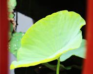 泥根玉雪元無(wú)染，風(fēng)葉青蔥亦自香