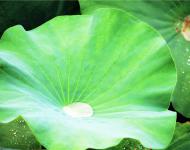 綠蓋半篙新雨，紅香一點(diǎn)清風(fēng)。