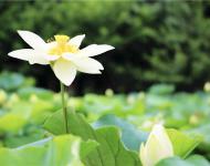 湖水經(jīng)秋平似鏡，蓮花破曉白如霜。