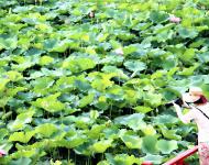 有意十分開曉露，無(wú)情一餉斂斜陽(yáng)。