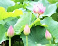藕田成片傍湖邊，隱約花紅點(diǎn)點(diǎn)連。