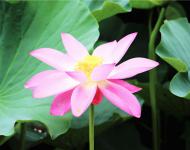 娥娜似仙子，清風(fēng)送香遠(yuǎn)