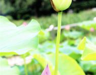 紅白蓮花開共塘，兩般顏色一般香