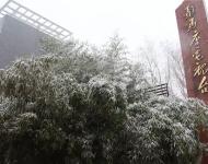 路邊的樹木，不一會就堆滿了雪花。這個冬天的雪景，哪能少了它們的點綴？