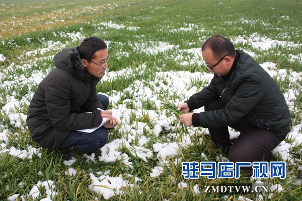正陽縣氣象局農(nóng)氣技術人員在熊寨鎮(zhèn)王大塘村開展大田調(diào)查.JPG