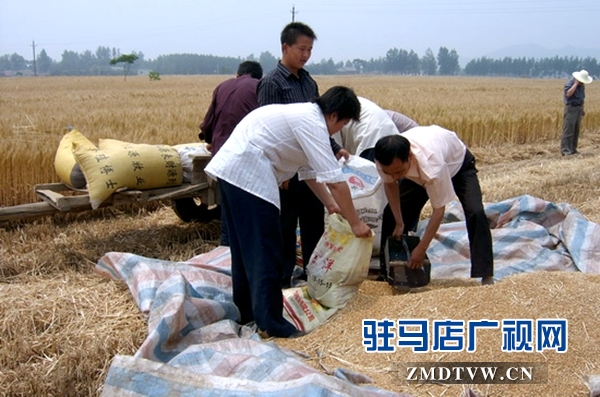 農(nóng)事重點(diǎn)工幫助困難計(jì)生家庭收麥（圖）.jpg