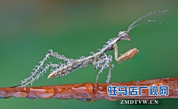 2、《晨露與昆蟲》一等獎(jiǎng) 馮社.jpg