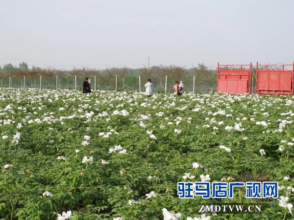 01“最美基層干部”巧念“致富經(jīng)”，帶出一個省級生態(tài)文明示范村 .jpg