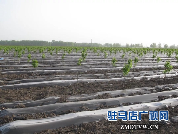 05“最美基層干部”巧念“致富經(jīng)”，帶出一個省級生態(tài)文明示范村 .jpg