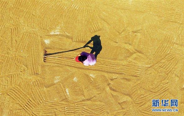 全國大規(guī)模小麥跨區(qū)機收基本結(jié)束 機收率達(dá)95.5%