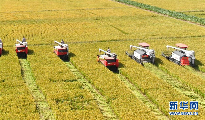 9月27日，收割機(jī)在江蘇海門(mén)臨江新區(qū)農(nóng)田里收割水稻（無(wú)人機(jī)拍攝）。  新華社發(fā)（許叢軍 攝）