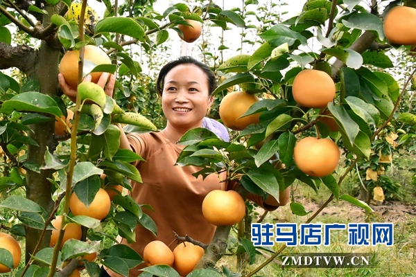 正陽(yáng)縣永興鎮(zhèn)：黃金梨助農(nóng)致富