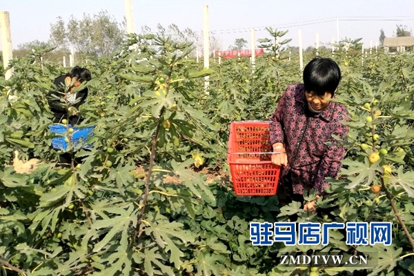 無花果為褚市果農開辟致富新路子