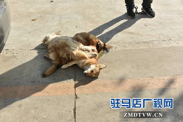 狗肉湯鍋店老板夫婦白天賣狗肉，晚上用弩和毒鏢盜狗