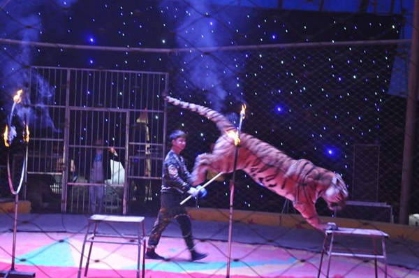 逛廟會！看馬戲！賞燈海！駐馬店老北京廟會吃喝玩樂全都有